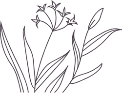 Flowering Plant Drawn